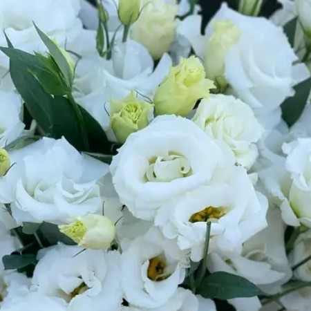 haticekubracdr