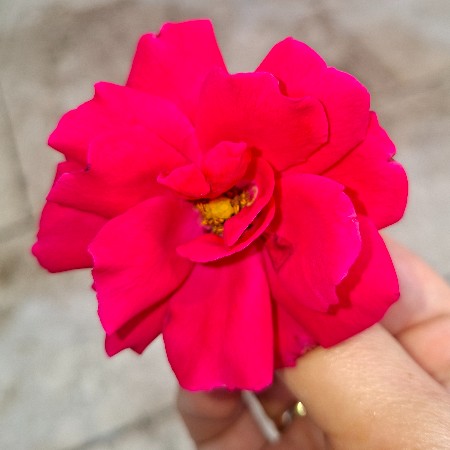 Aynur T.