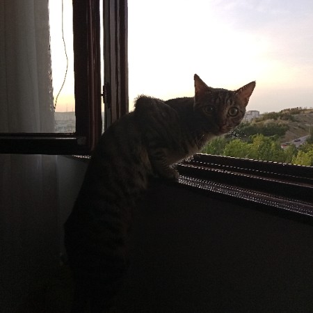 Mert K.