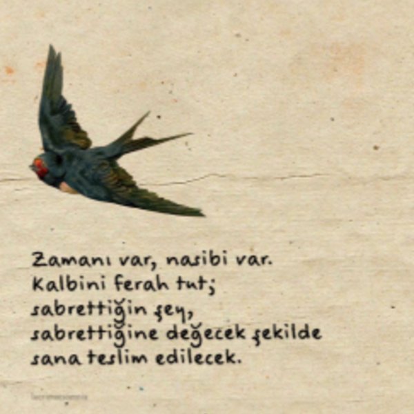 ogretmengo933v